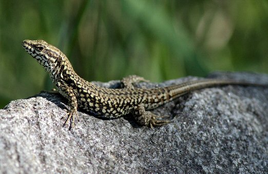 Lézard des murailles sur le site de la villa