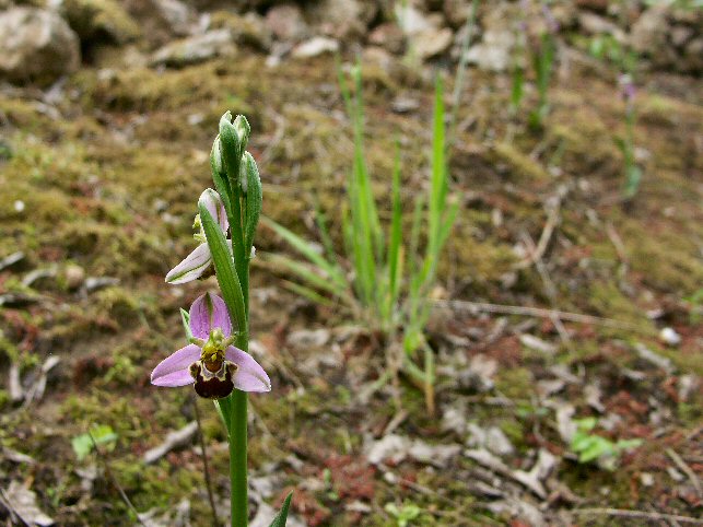 Orchidées Ophrys apifera sur le site de la villa