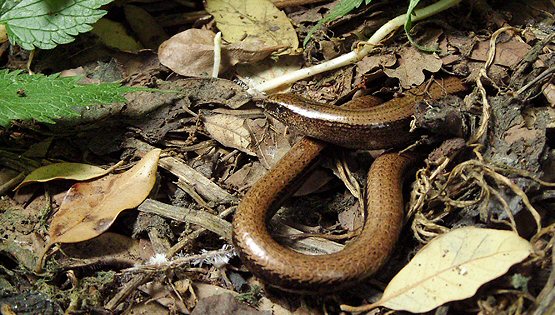 Orvet fragile sur le site de la villa
